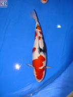 1st Momotaro Koishow - 2008: image 7