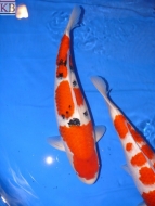 1st Momotaro Koishow - 2008: image 9