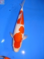 1st Momotaro Koishow - 2008: image 12