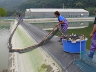 Momotaro 3-sai harvest: image 7
