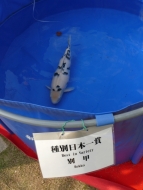 Shiro Bekko - Wakagoi Koi Show 2009: image 1
