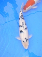 Shiro Bekko - Wakagoi Koi Show 2009: image 4