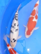 Shiro Bekko - Wakagoi Koi Show 2009: image 5