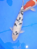 Shiro Bekko - Wakagoi Koi Show 2009: image 7
