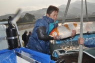 Miyoshi Koi Farm - Jumbo Koi Harvest: billede 6