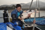 Miyoshi Koi Farm - Jumbo Koi Harvest: billede 8