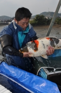 Miyoshi Koi Farm - Jumbo Koi Harvest: billede 19