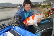 Miyoshi Koi Farm - Jumbo Koi Harvest: billede 25