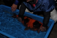 Miyoshi Koi Farm - 2nd Jumbo Koi Harvest: billede 26