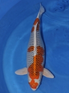 Miyoshi Koi Farm - 2nd Jumbo Koi Harvest: billede 31