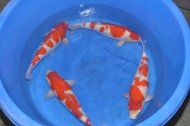 image 66