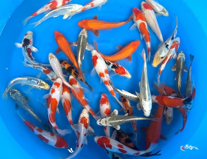 Tosai Mix 18-23 cm  (Saito Fish Farm)