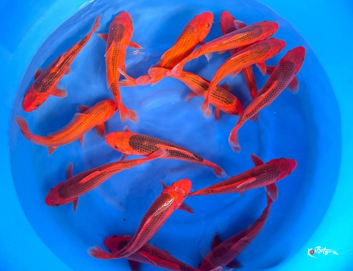 Nisai Aka Matsuba (Breeder's Choice)  (Otsuka)
