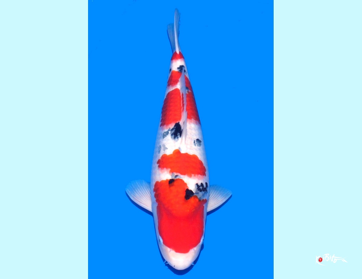 2Y Super Tategoi Female Sanke Azukari 2024 (Tamaura)