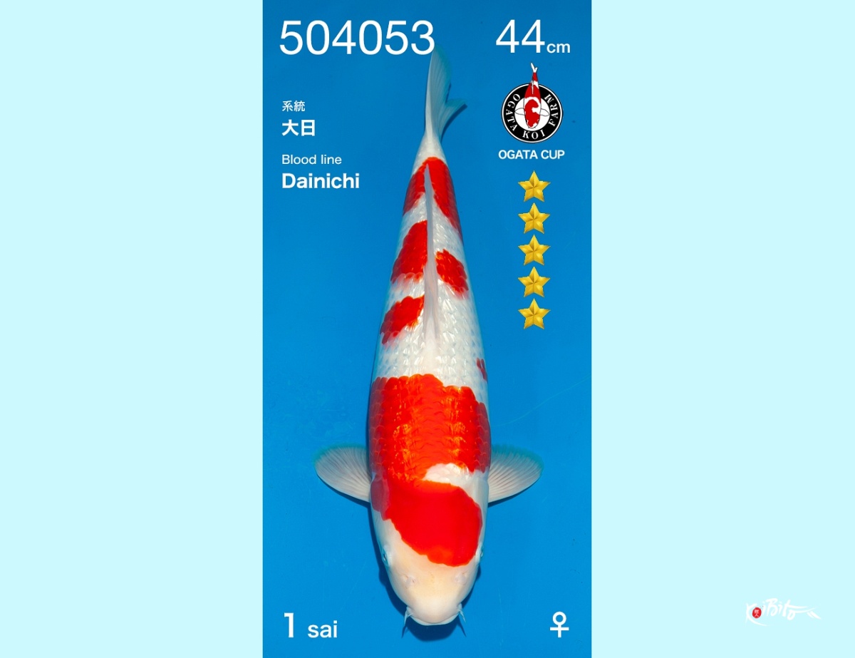 1Y GR Kohaku (Dainichi) Female (Ogata)