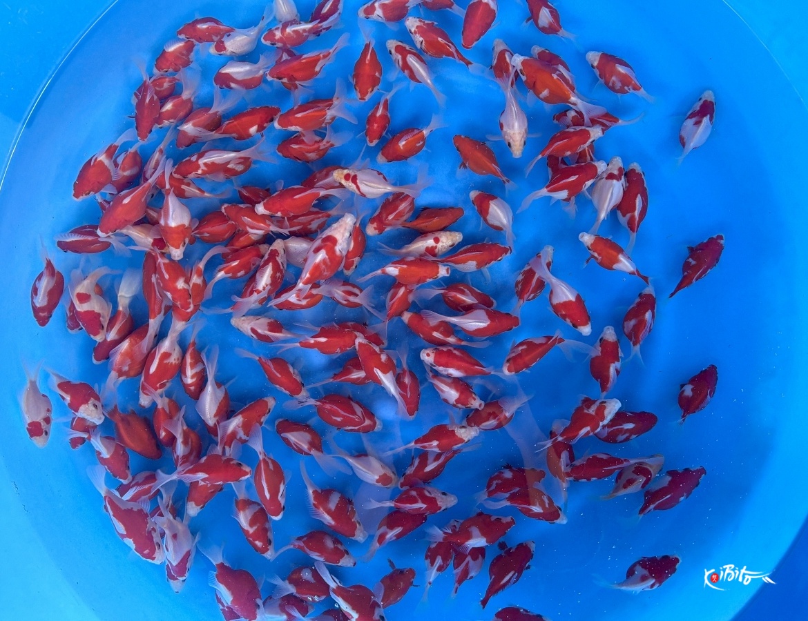 Tosai Tamasaba 8-10 cm (Sample) (NND)