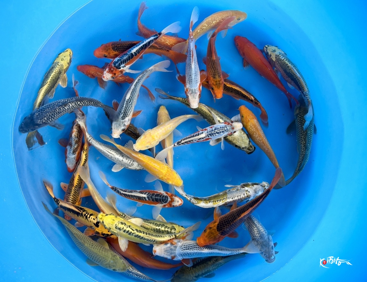 Small 2sai Non Gosanke Mix : 20-25 cm (Sample) (Hirasawa (Marusei))