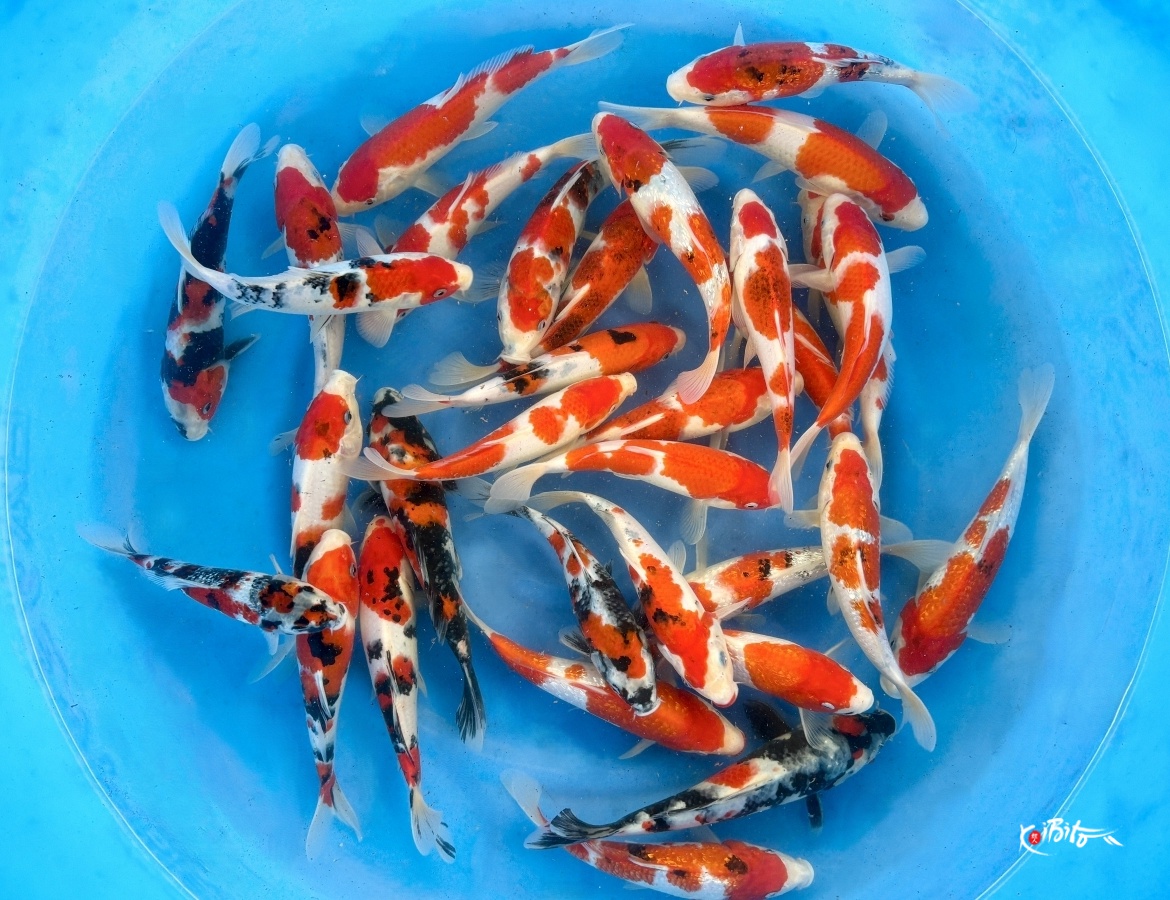 Small 2sai Gosanke and Koromo Mix : 20-25 cm (Sample) (Hirasawa (Marusei))