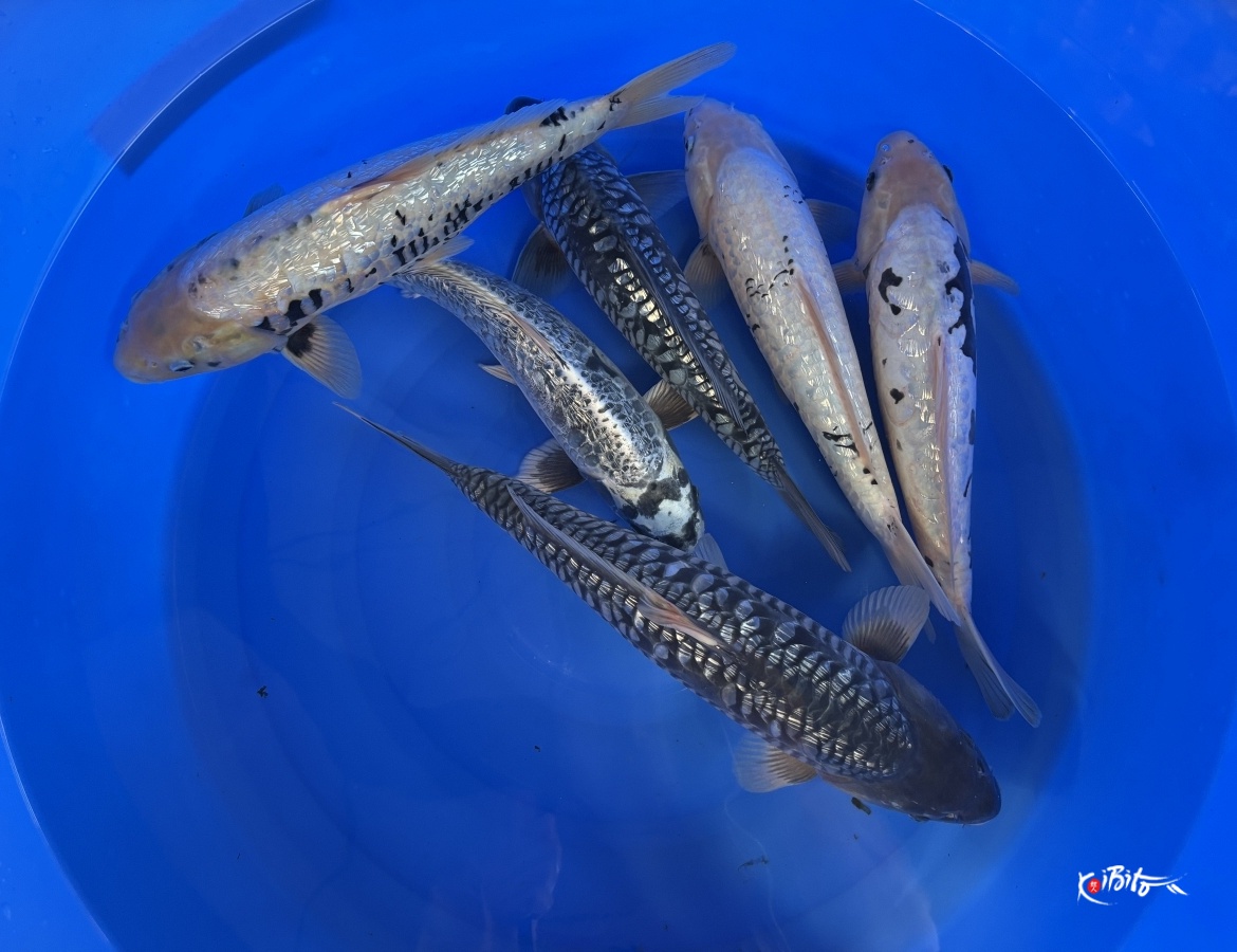 WYSIWYG 2Y Aragoke mix x 6pcs (Takatatsu)