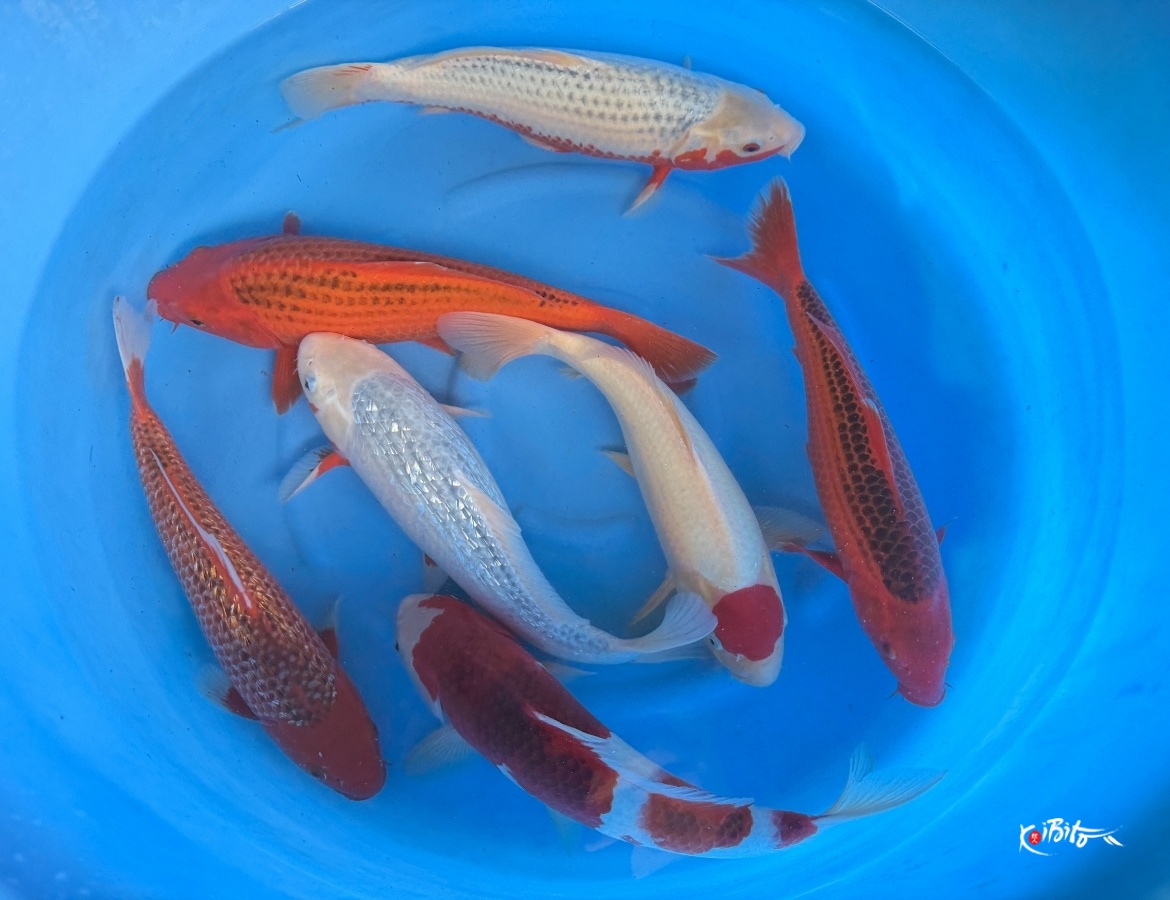2Y Mix Selected WYSIWYG (Hosokai)