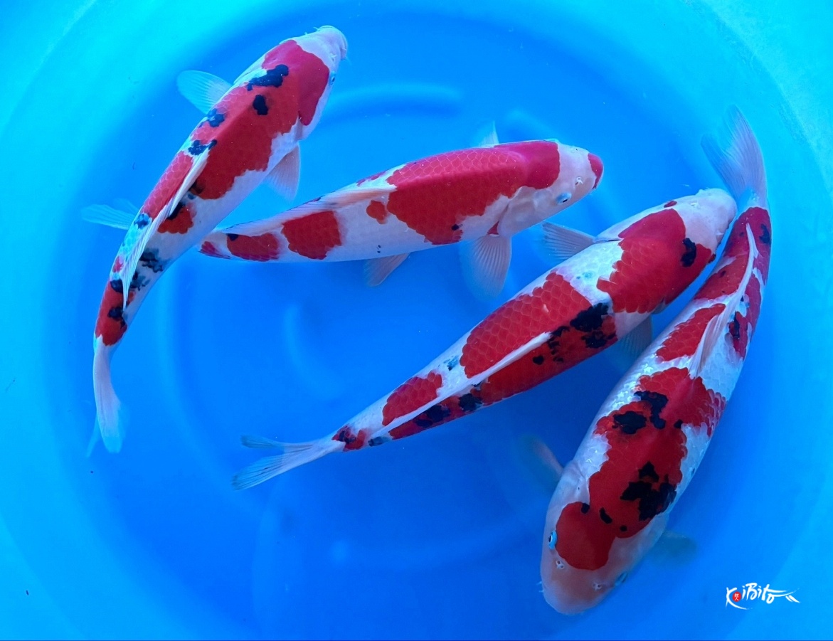 WYSIWYG 2Y Sanke Male x 4pcs (Matsunosuke (Yamamatsu))