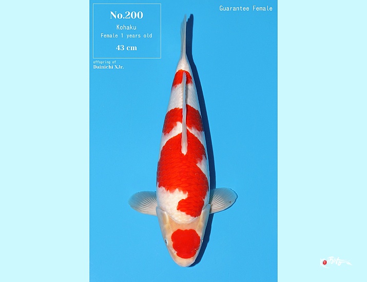 1Y Tategoi Kohaku Female Azukari ()