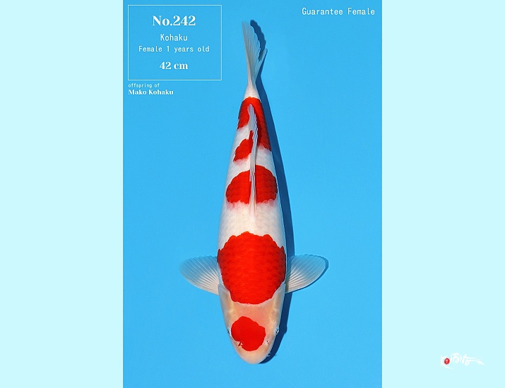 1Y Kohaku Female ( Bloodline: Mako Kohaku ) Azukari ()