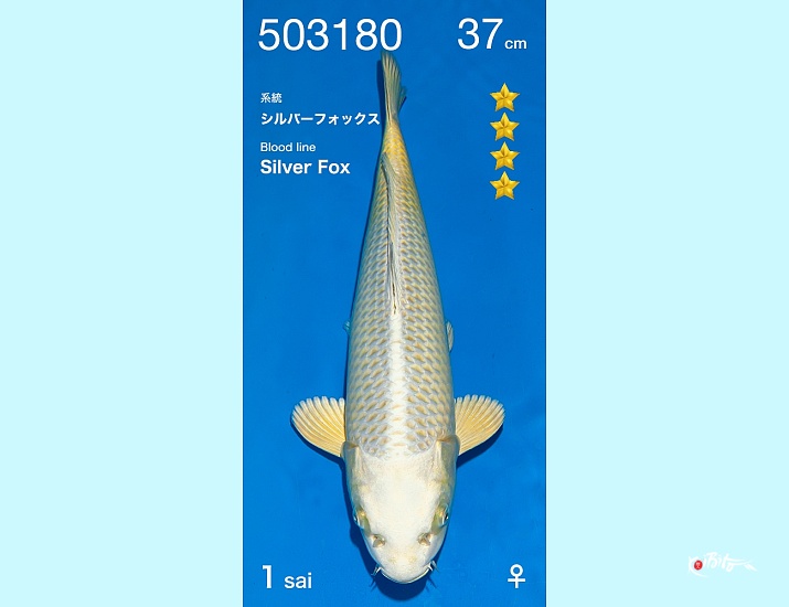 1Y Silver Fox SFF Female ()