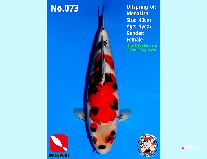 1Y Female Showa MonaLisa ()