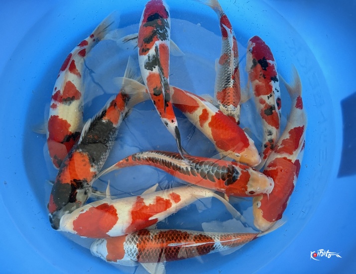 2Sai Better quality: Kohaku, Kujaku, few Shusui, Sanke, Show ()