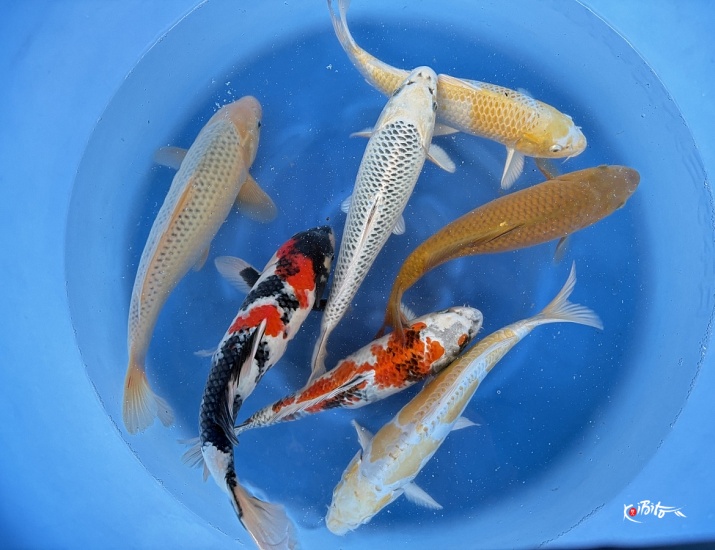 Tanaka nisai mix  ()