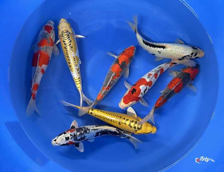 WYSIWYG 2sai Mix Selected x 8pcs ()