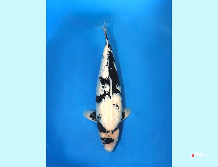 5Y Ginrin Shiro Utsuri ()