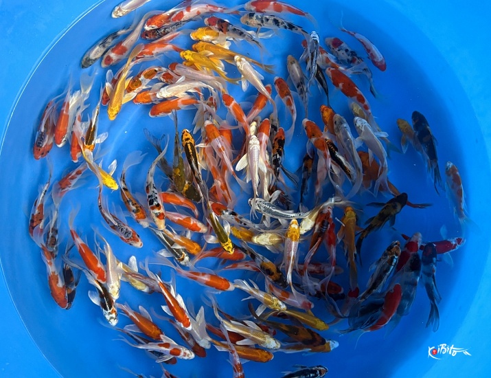Tosai Longfin Mix : 10-13 cm (Sample) ()