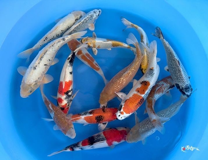 2sai Breeder's Pick Mix : 35-40 cm 8pcs (Sample) ()