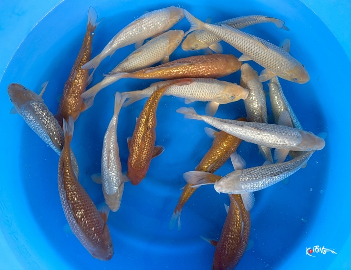 2sai Breeder's Pick One color Mix : 35-40 cm 8pcs (Sample) ()