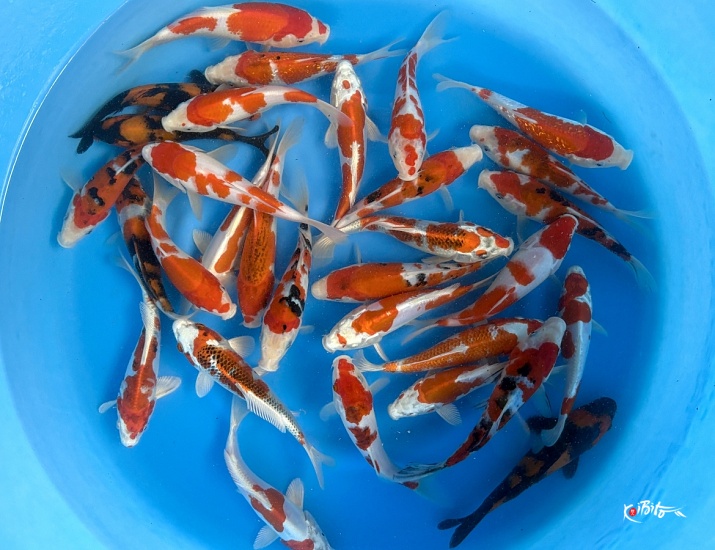 Tosai Better Quality Mix (No one color) : 16-20 cm (Sample) ()