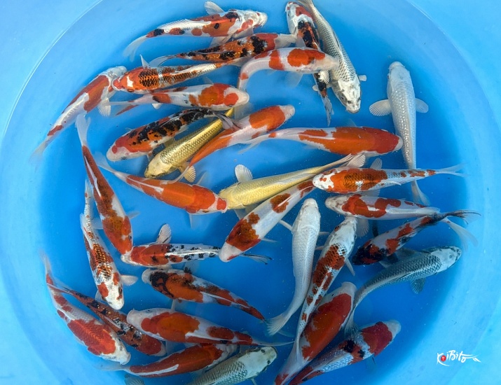 Tosai Mix : 16-20 cm (Sample) ()