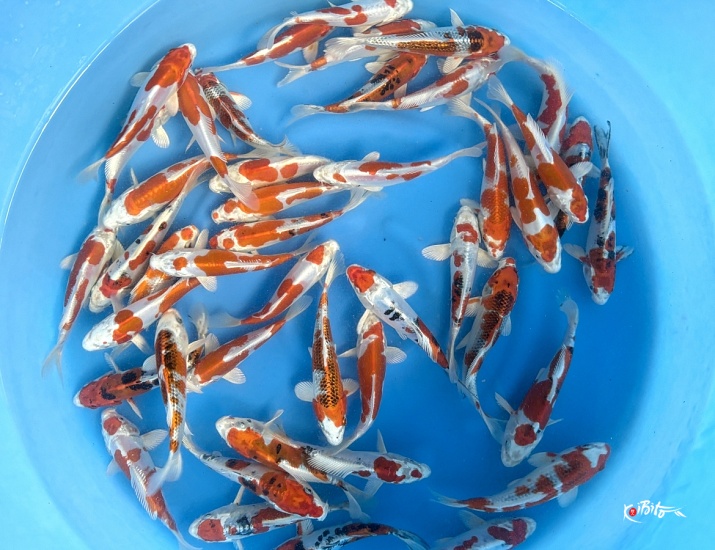 Tosai Metallic Mix : 15-18 cm (Sample) ()