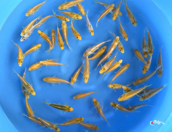 Tosai Mix 12-17 cm (Sample) (Delivery Up from January)  ()