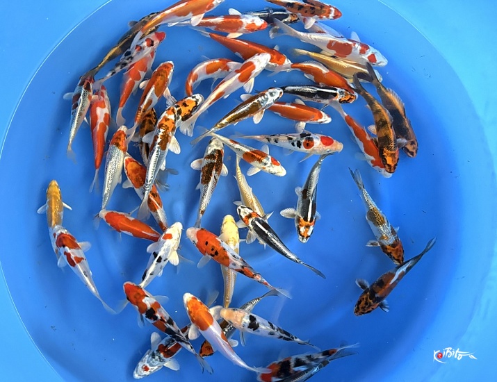 Tosai Mix 15-18 cm (Sample) (Delivery Up from January)  ()