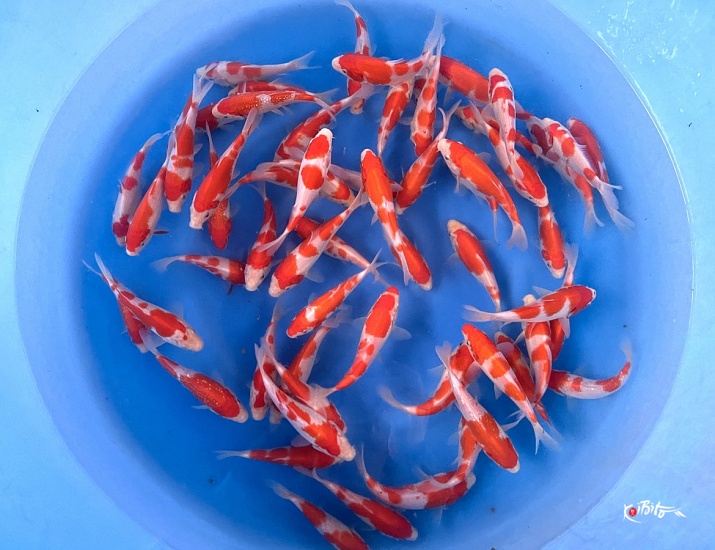 Tosai Kohaku 12-16 cm (Sample) ()
