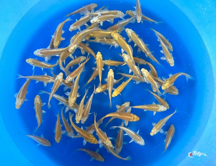 Tosai Yamabuki 13-16 cm (Sample) ()