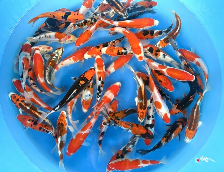 Tosai Mix : 15-18 cm (Sample) ()