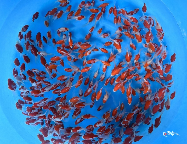 Tosai Tamasaba : 5-7 cm (Sample) ()