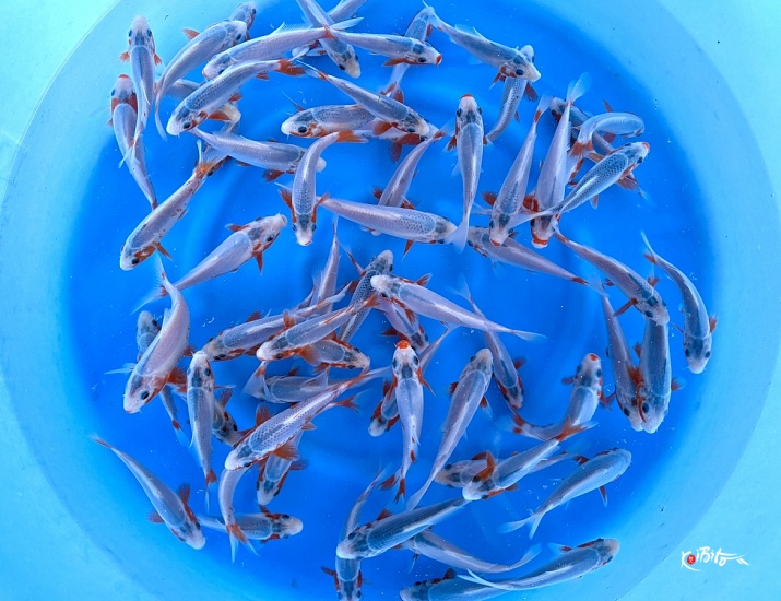 Tosai HQ Asagi : 12-15 cm (Sample) ()