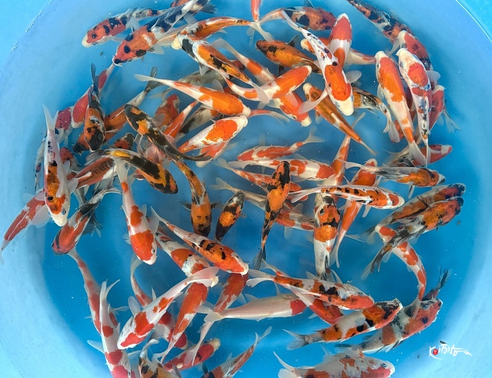 Tosai Mix : 11-14 cm (Sample) ()