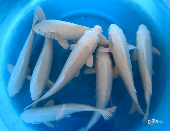 2sai Platinum x 8pcs : 35-40 cm (Breeder's Pick) ()