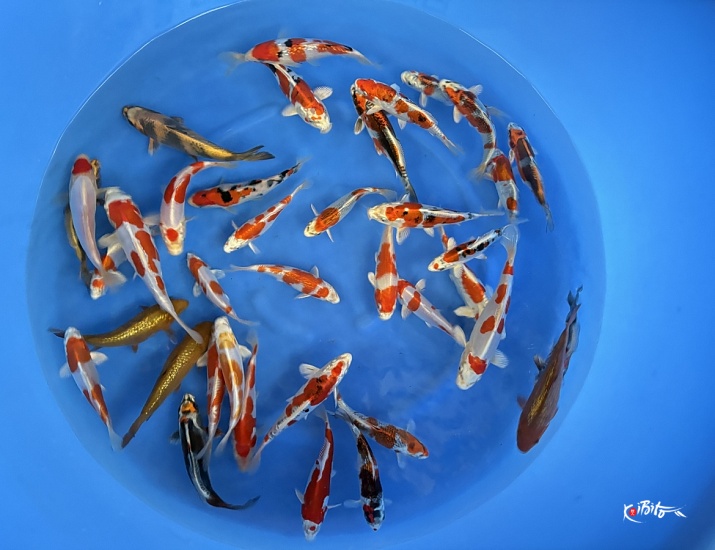 WYSIWYG Tosai mix selected 38 pcs (Marusaka)