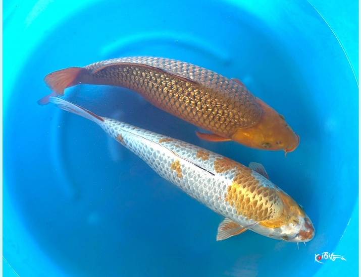  (丸誠養鯉場)